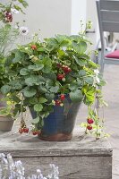 Woman planting strawberries in big tub