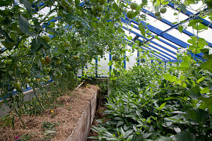 Gewächshaus mit Tomaten (Lycopersicum) gemulcht mit Stroh , Melonen (Cucumis) und Pepino, Melonenbirne (Solanum muricatum)