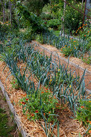 Mit Stroh gemulchte Gemuesebeete bepflanzt mit Porree, Lauch (Allium porrum) und Zinnia 'Sombrero' (Zinnien), Beeteinfassung aus Brettern