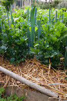 Gemüse in Mischkultur: Sellerie (Apium) und Porree, Lauch (Allium porrum) mit Stroh gemulcht