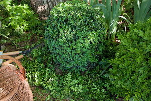 Buxus sempervirens (boxwood ball) cut into shape