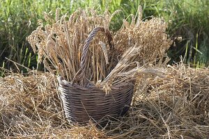 Korb mit frisch geschnittenen Weizenähren (Triticum)