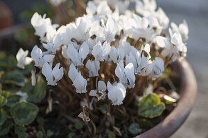 Cyclamen hederifolium 'Album' (Autumn cyclamen)