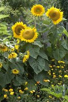 Helianthus annuus 'Sunrich Gold' (sunflower) and calendula