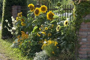 Helianthus annuus 'Sunrich Gold', 'Garden Statement' (Sonnenblumen)