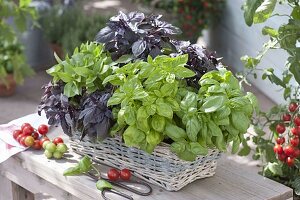 Different basil varieties in basket box