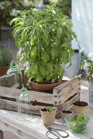 Propagating Stevia by cuttings