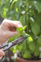 Propagating Stevia by cuttings