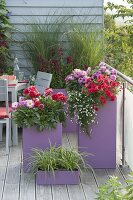 Purple plastic containers planted with Dahlia (Dahlia), Petunia