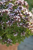 Oregano (Origanum vulgare)