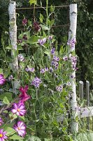 Plant sweet pea on trellis