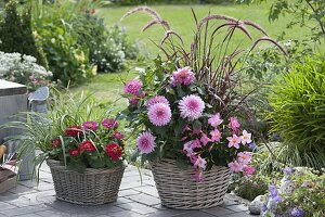 Körbe mit Zinnia (Zinnien), Pennisetum rubrum (Rotem Federborstengras)