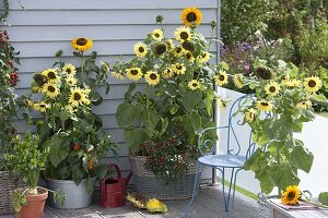Sonnenblumenbalkon: Helianthus 'Garden Statement' 'Sonja' (Sonnenblumen)