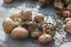 Harvesting onions and braiding onion braids