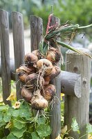 Harvesting onions and plaiting onion plaits