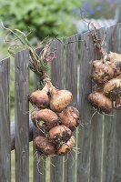 Zwiebeln ernten und Zwiebelzöpfe flechten