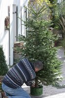 Putting Christmas tree in stand and decorate it