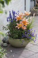 Green bowl with Lilium Passion 'Ladylike' (lilies), Salvia farinacea