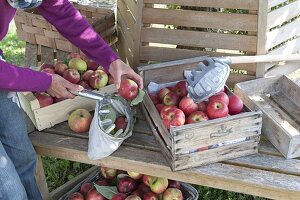 Apfelernte: frisch gepflückte Äpfel (Malus)