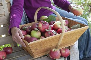 Apfelernte: Frau legt frisch gepflückte Äpfel (Malus) in Korb