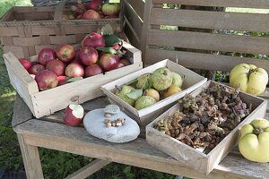 Herbsternte: Äpfel (Malus), Haselnüsse (Corylus), Birnen, Nashi