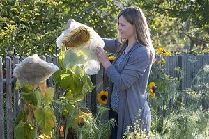 Frau deckt Blütenkopf von Helianthus (Sonnenblumen) mit Vlies ab