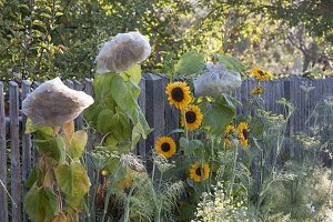 Cover Helianthus (sunflower) flower heads with fleece