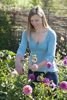 Woman cuts off faded flowers of Dahlia (dahlia)