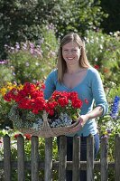 Gift basket with geraniums