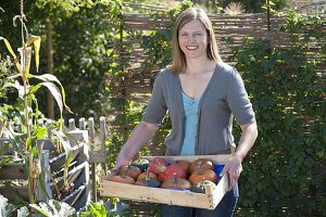 Frau mit frisch geernteten Kürbissen (Cucurbita) in Obststiege