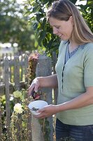 Frau erntet Samen von Alcea rugosa (Gelber Stockrose, Russischer Stockrose)