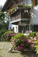 Hydrangea (Hortensien) in grossen Kübeln vor altem Bauernhaus