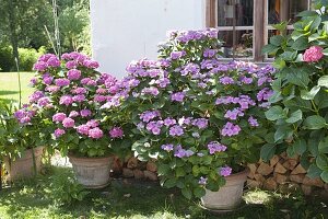 Hydrangea (Hortensien) in grossen Kübeln vor der Hauswand