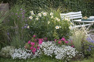 Kleines Terrassenbeet vor Hainbuchenhecke