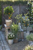 Gravel terrace with citrus and lemon grass