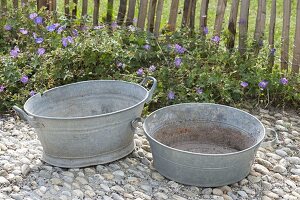 Planting through rusted zinc tubs
