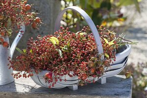 Basket of fresh cut roses (rosehip)