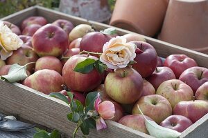 Wooden box with freshly picked apples 'Danziger Kantapfel' (Malus)