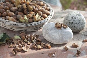 Cracking freshly harvested hazelnuts (Corylus) stone by stone