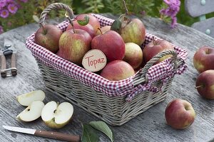 Korb mit frisch gepflückten Äpfeln 'Topaz' (Malus)