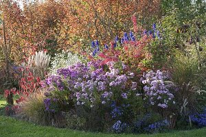 Herbstbeet mit Amelanchier (Felsenbirne), Euonymus (Pfaffenhütchen)