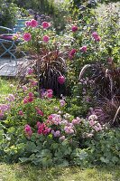 Summer bed with Rosa 'The Fairy', 'Heidetraum' (ground cover roses)