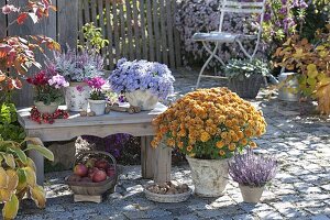 Autumn terrace with Aster dumosus 'Aqua Compact' (cushion aster)