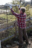 Hopfen an selbstgemachter Sichtschutzwand im Biogarten