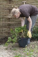 Hops on self-made screen wall in organic garden