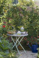 Hops on self-made screen wall in organic garden