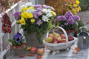 Chrysanthemum Mix (Herbstchrysanthemen) dreifarbig gemischt gepflanzt