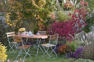 Seating group at the autumn border: Euonymus alatus (cork spindle shrub)