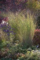 Miscanthus sinensis 'Gracillimus' (Dwarf Chinese reed), Aster (Autumn aster)