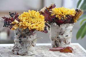 Blüten von Chrysanthemum (Herbstchrysanthemen) mit Blättern